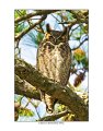 7434 great horned owl 